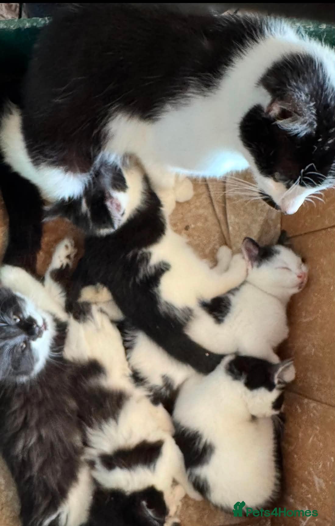 Mixed Breed cats Playful kittens looking for their forever homes  - Advert 5