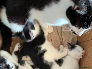 Mixed Breed cats Playful kittens looking for their forever homes - Advert 5