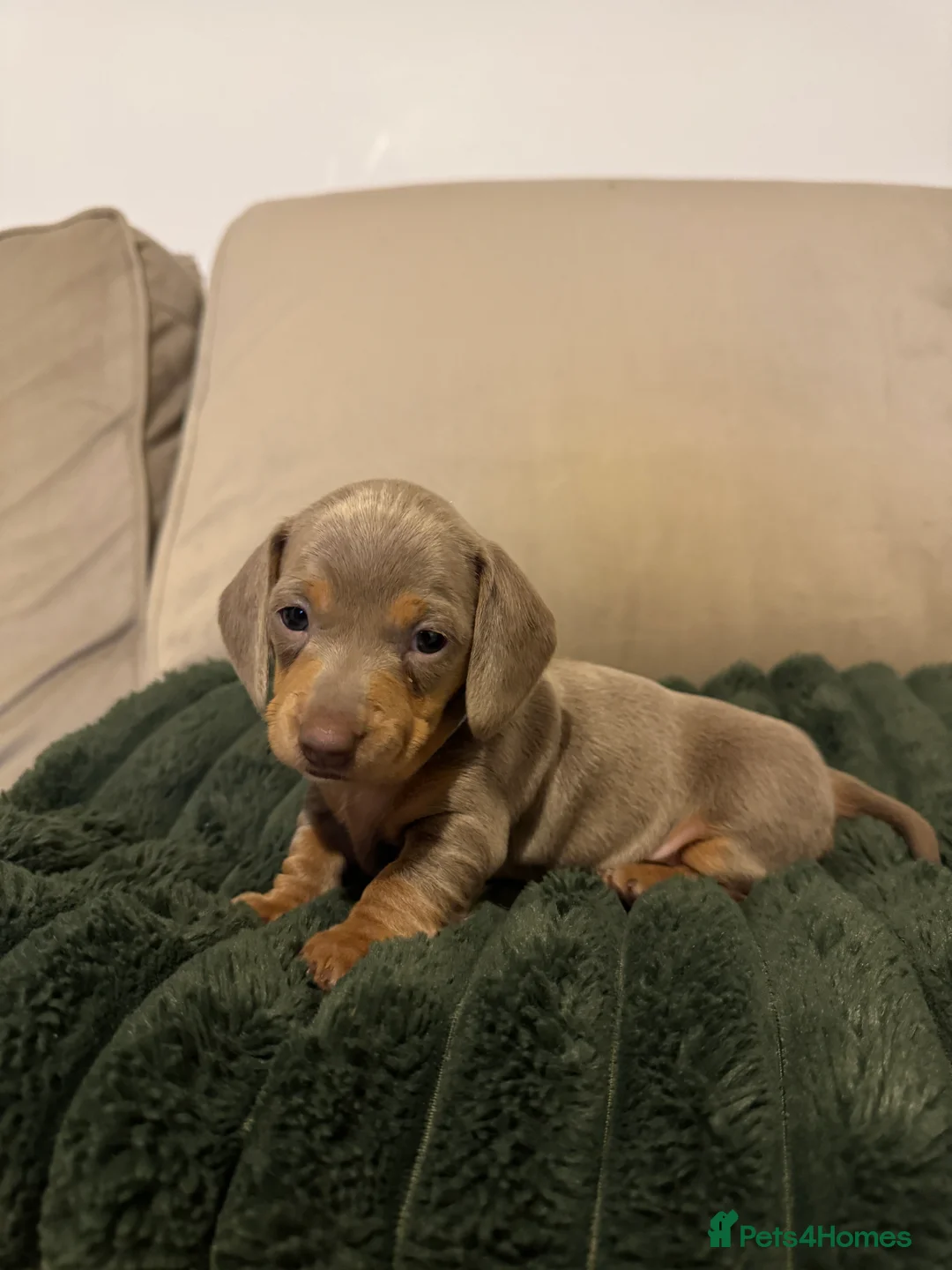 Miniature Dachshund dogs for sale: 2 beautiful Isabella and tan mini dachshunds  - Advert 20
