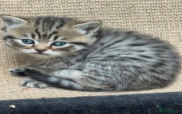 British Shorthair cats for sale: British short hair / Scottish striaght  - Image 8