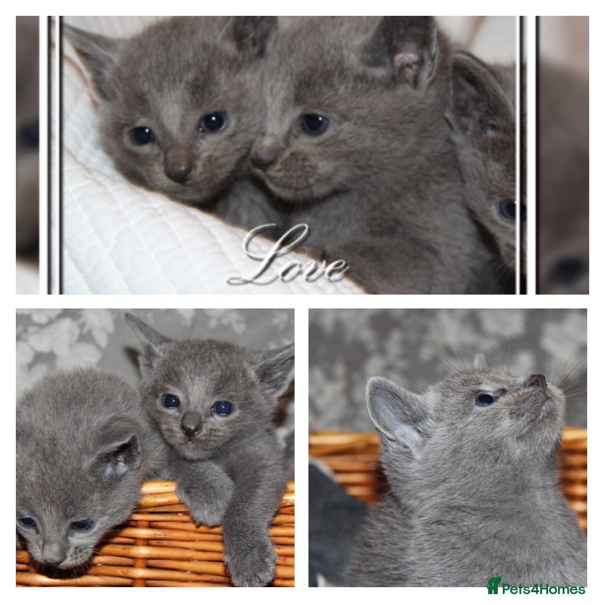 Russian Blue cats 🥇GCCF AWARD WINNING RUSSIAN BLUES M&F 16 & 9 WKS - Advert 1