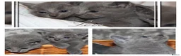 Russian Blue cats for sale: 🥇GCCF AWARD WINNING RUSSIAN BLUES M&F 16 & 9 WKS - Advert 1