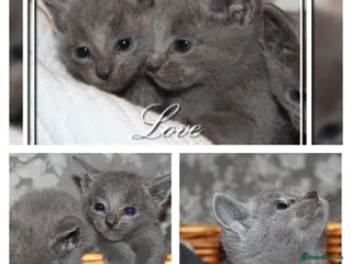 Russian Blue cats 🥇GCCF AWARD WINNING RUSSIAN BLUES M&F 16 & 9 WKS - Advert 1