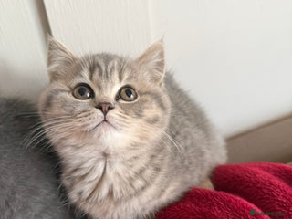 British Shorthair cats Bsh Cute Teddy Bears - Advert 1