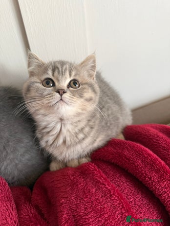 British Shorthair cats Bsh Cute Teddy Bears - Advert 1