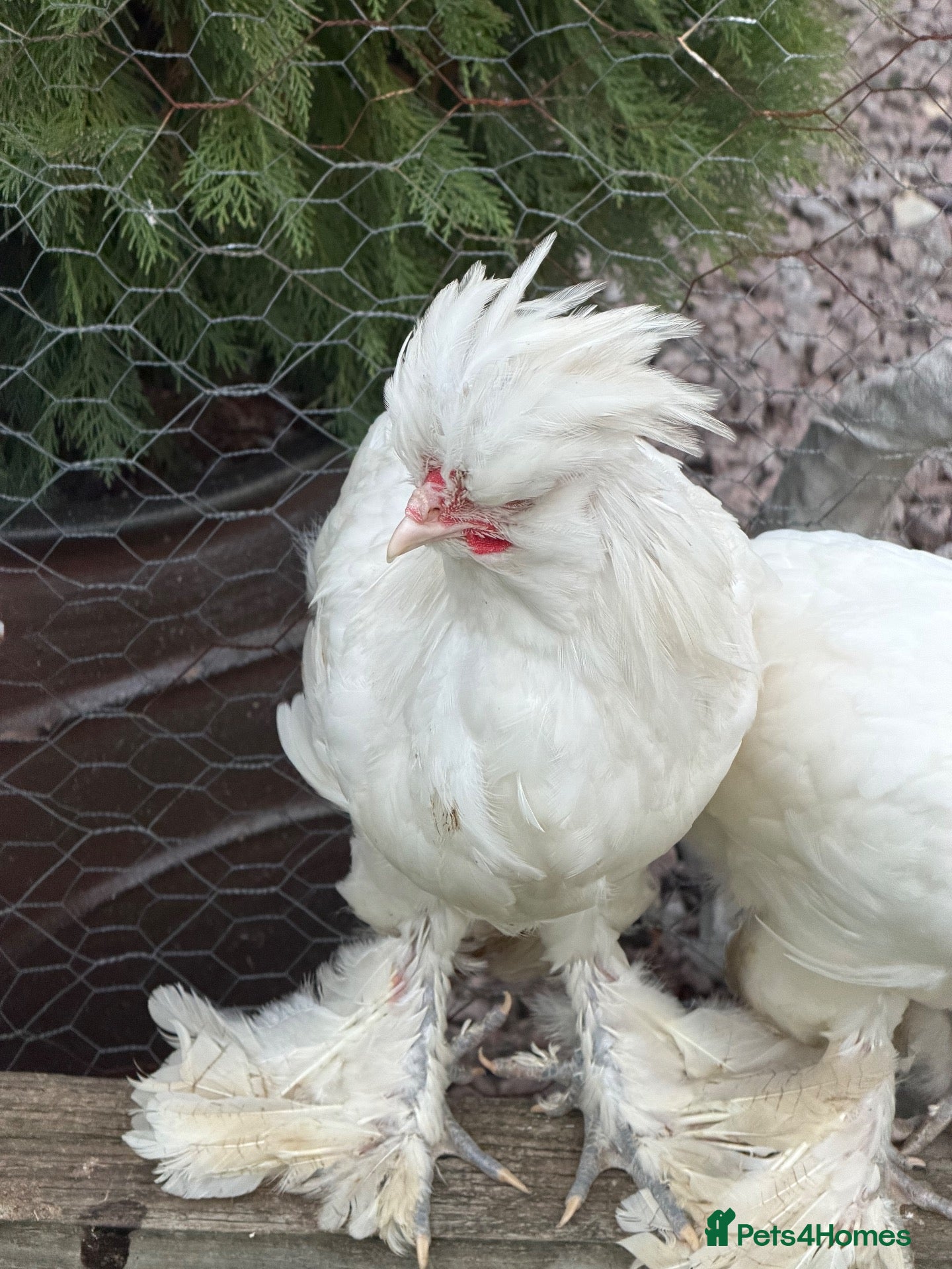 Chickens poultry for sale: Sultan Cockerel - Advert 1
