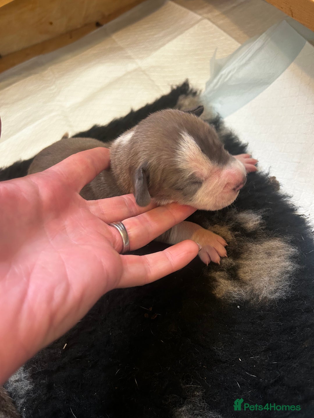 Great Dane dogs for sale: Stunning puppies, health tested KC parents. - Image 5