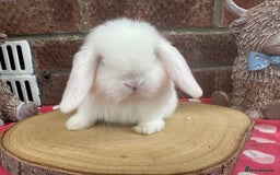 Mini Lop rabbits for sale: Beautiful mini lop bunnies ready to reserve  - Image 9