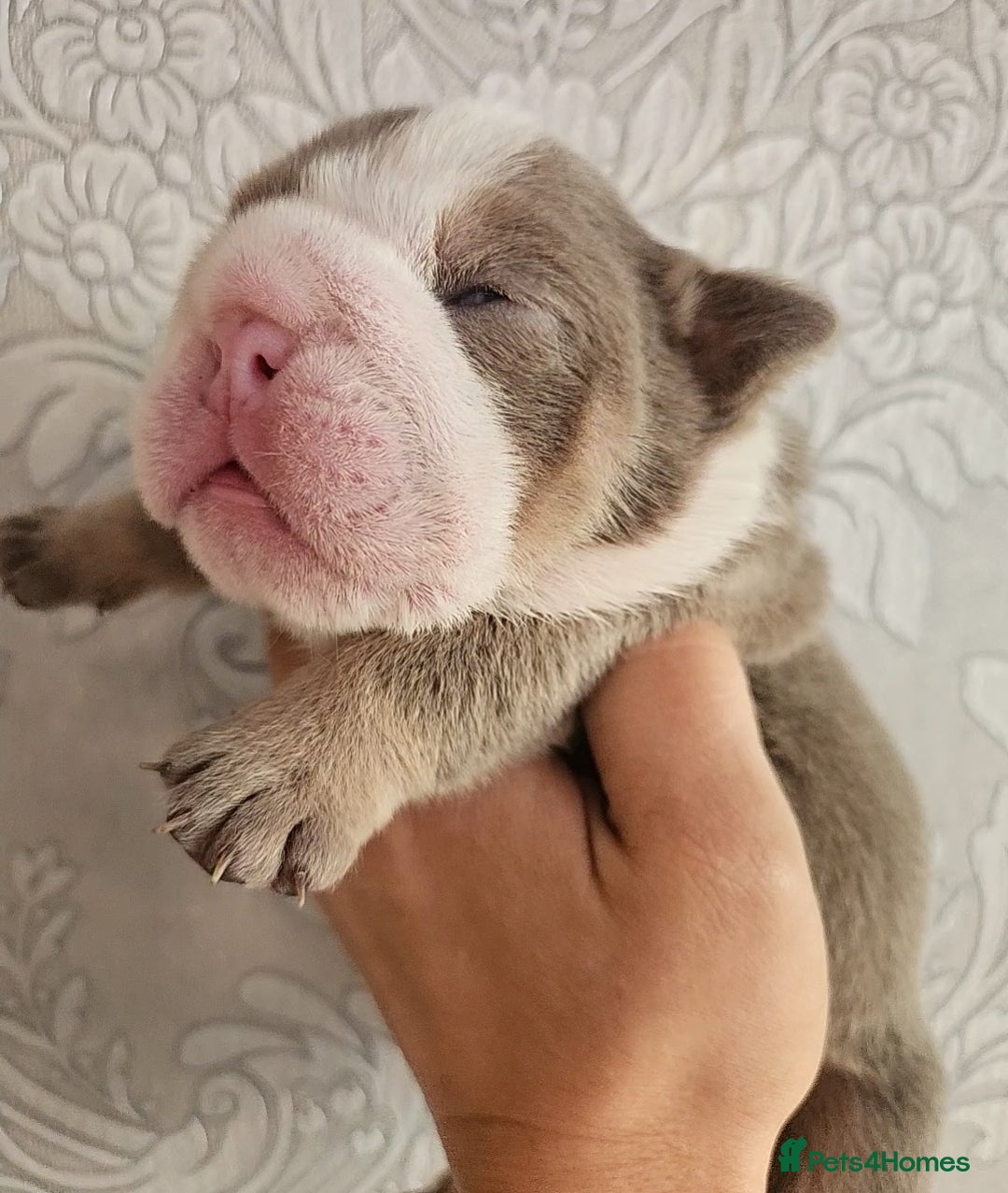 English Bulldog dogs for sale: Outstanding KC English Bulldogs, Top Quality Pups - Image 14