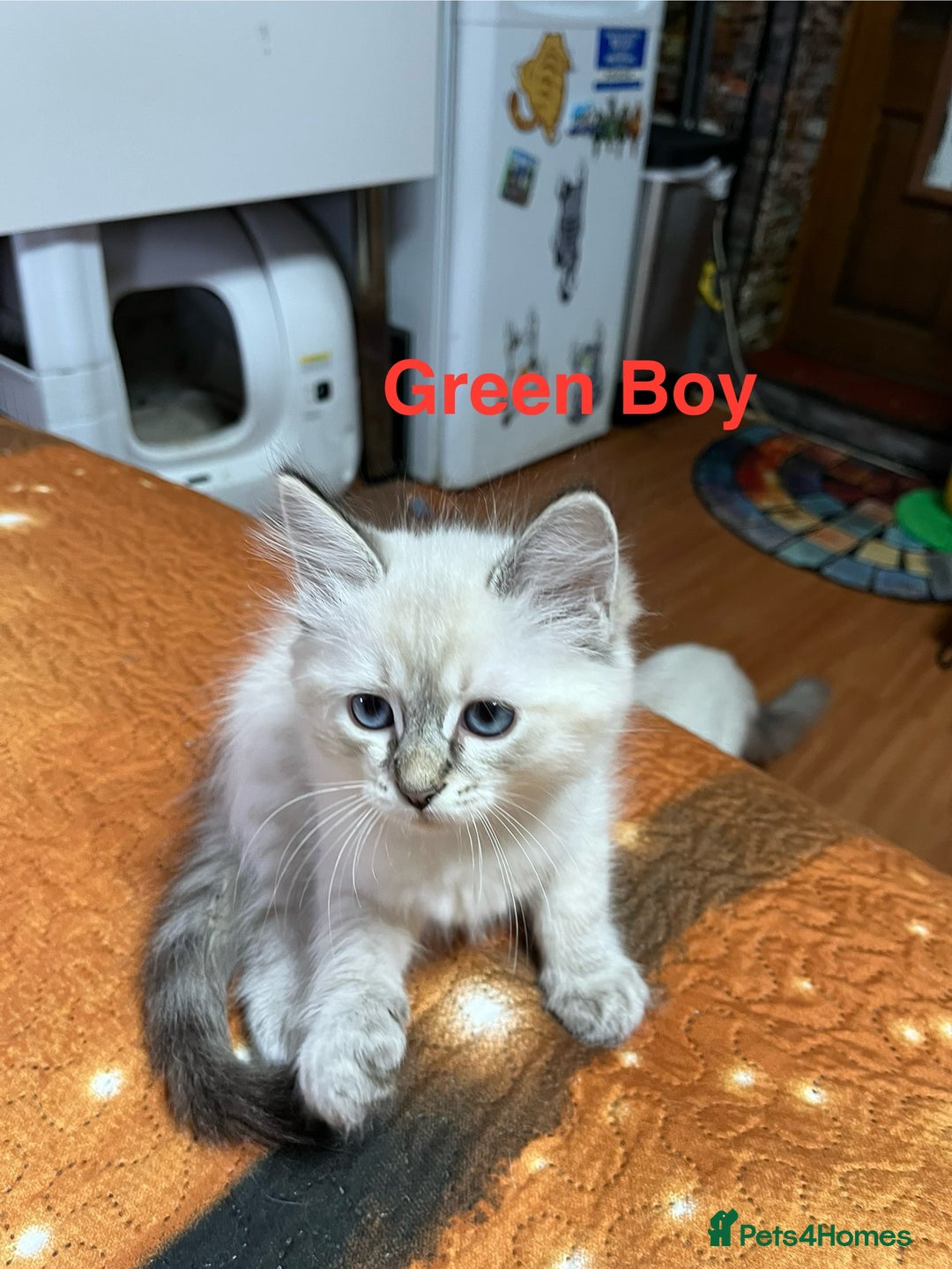 Ragdoll cats for sale: ❗️❤️5 Incredibly Beautiful Ragdoll Kittens❤️🐈  - Image 7