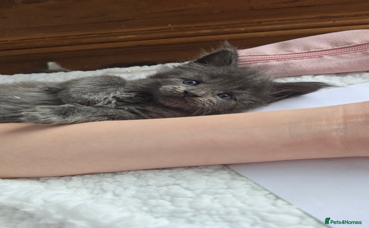 Maine Coon cats - Advert 14