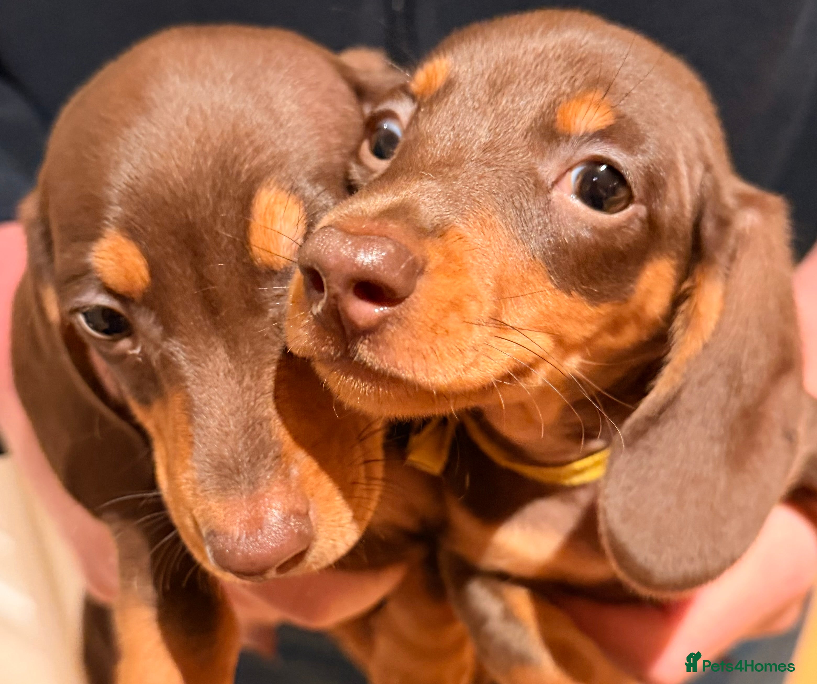 Miniature Dachshund dogs 2 miniature dachshund puppies  - Advert 3