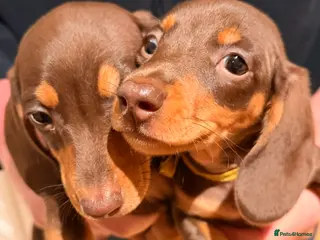 Miniature Dachshund dogs 2 miniature dachshund puppies - Advert 3