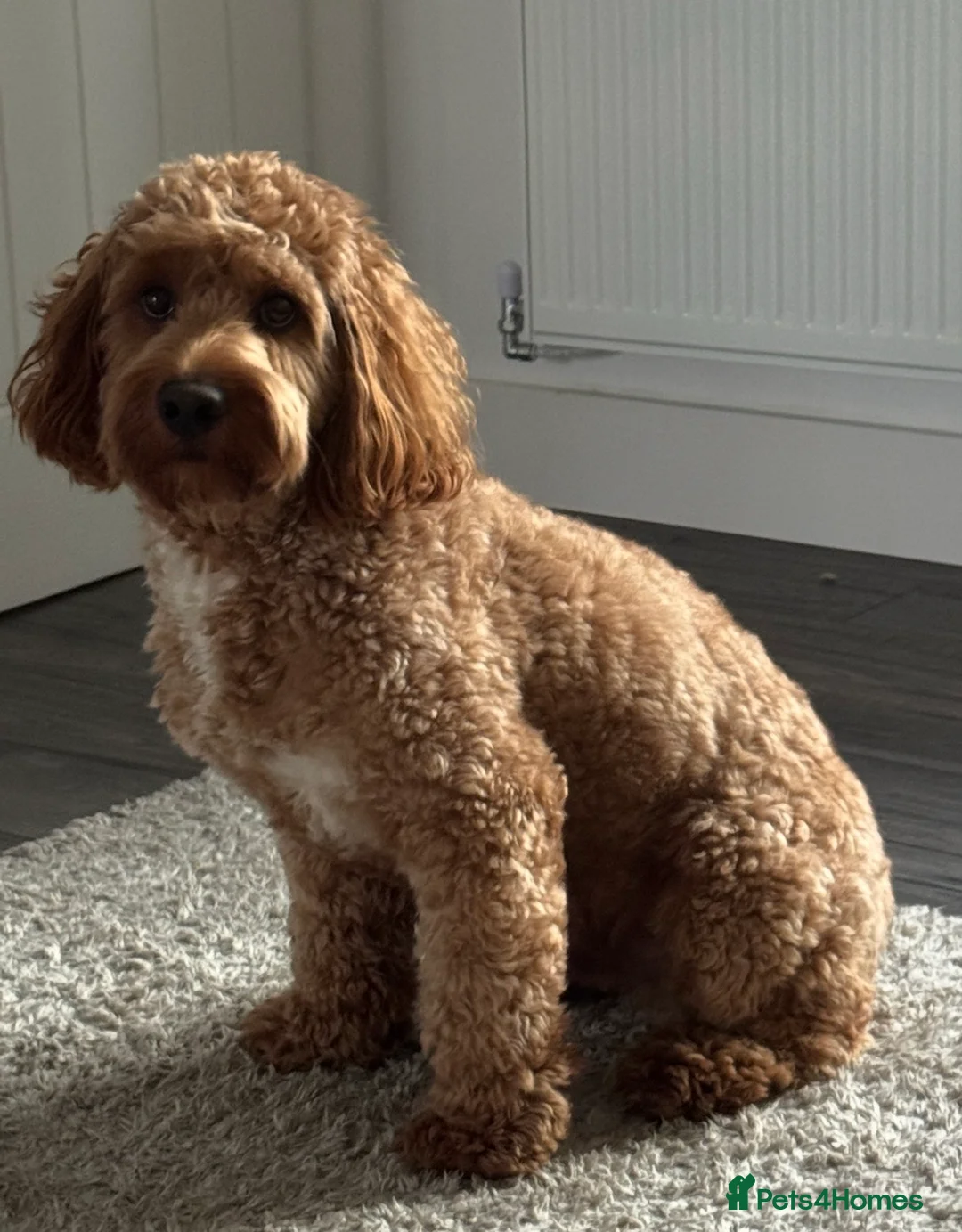 Cockapoo dogs for sale: 2yr Male Cockerpoo - Advert 3