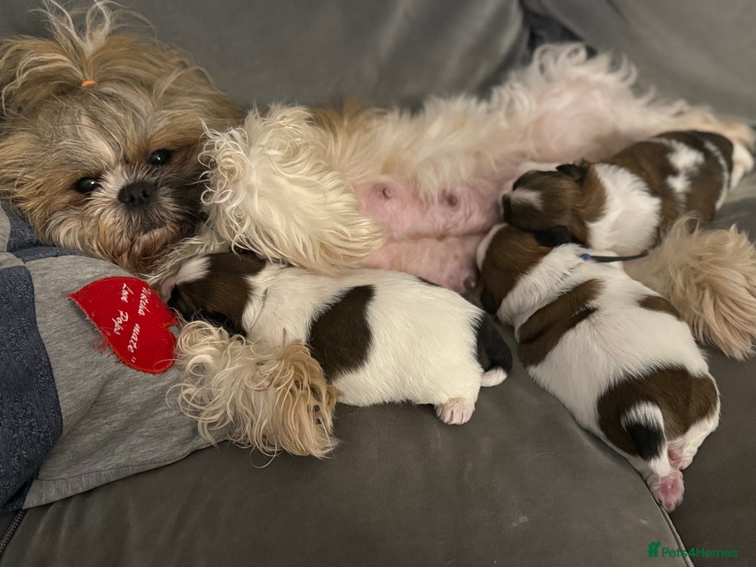 Shih Tzu dogs for sale: Shih Tzu puppies - Image 6