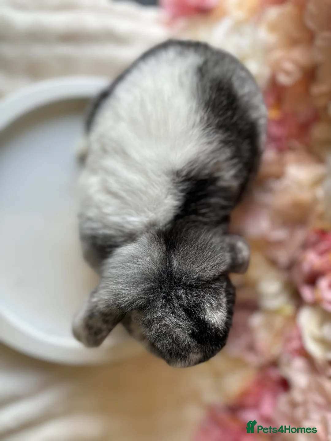Mini Lop rabbits for sale: ❤️Mini Lop Female ❤️ - Advert 8