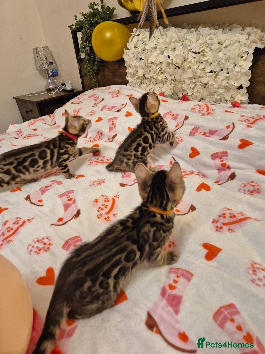 Bengal cats for sale: Bengal Kittens-Reservations Now Open  - Advert 13