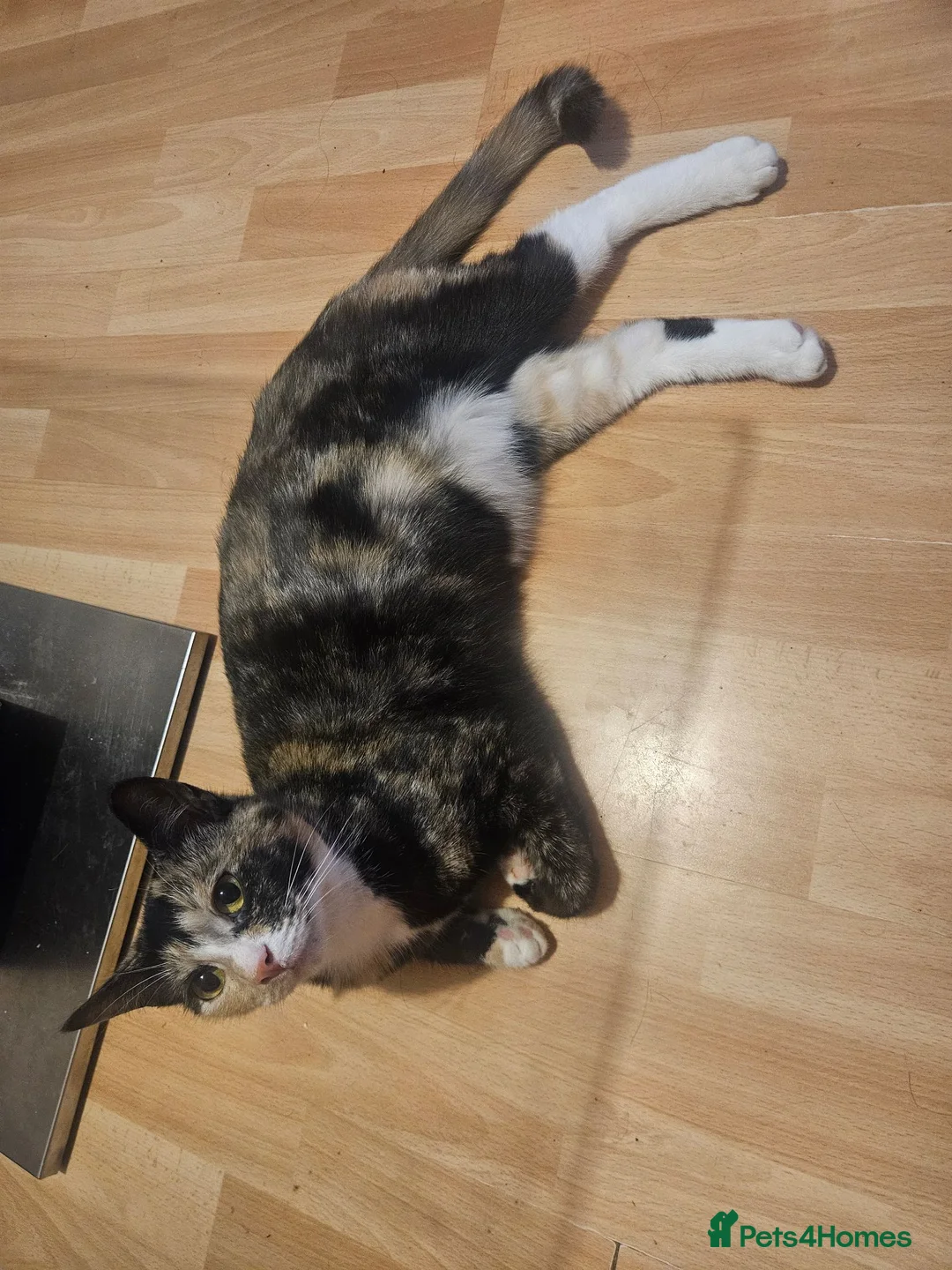 Mixed Breed cats for sale: 1 year old female cat in Glasgow - Advert 2