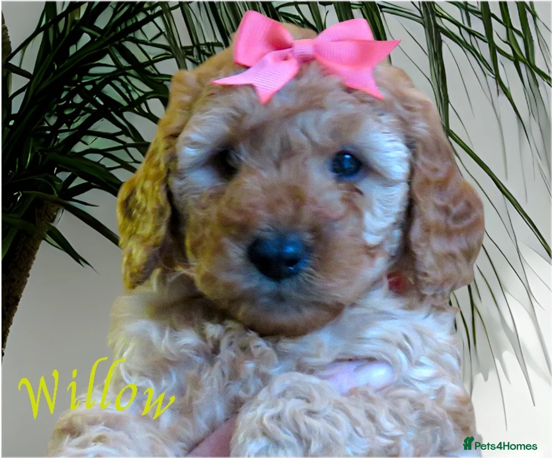 Cockapoo dogs for sale: Beautiful DNA Health tested Cockapoos - Advert 38