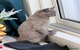 British Shorthair cats for sale: British Shorthair Rehoming - Image 2