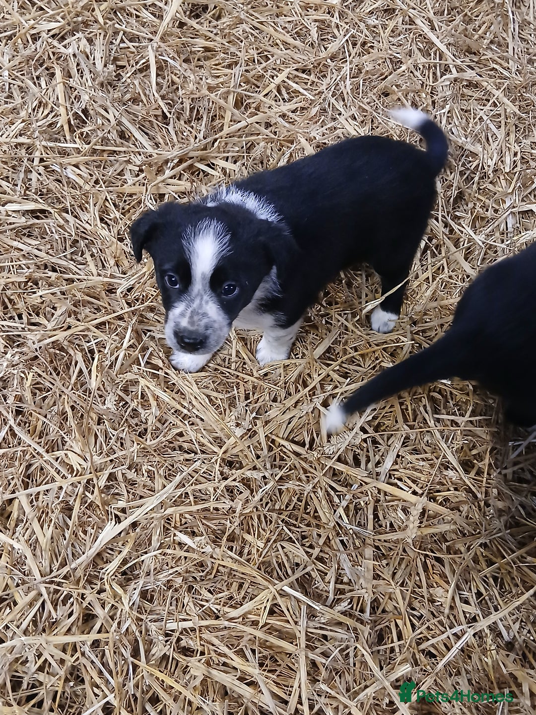 Border Collie dogs for sale: Adorable sherp dog pups for sale - Advert 4