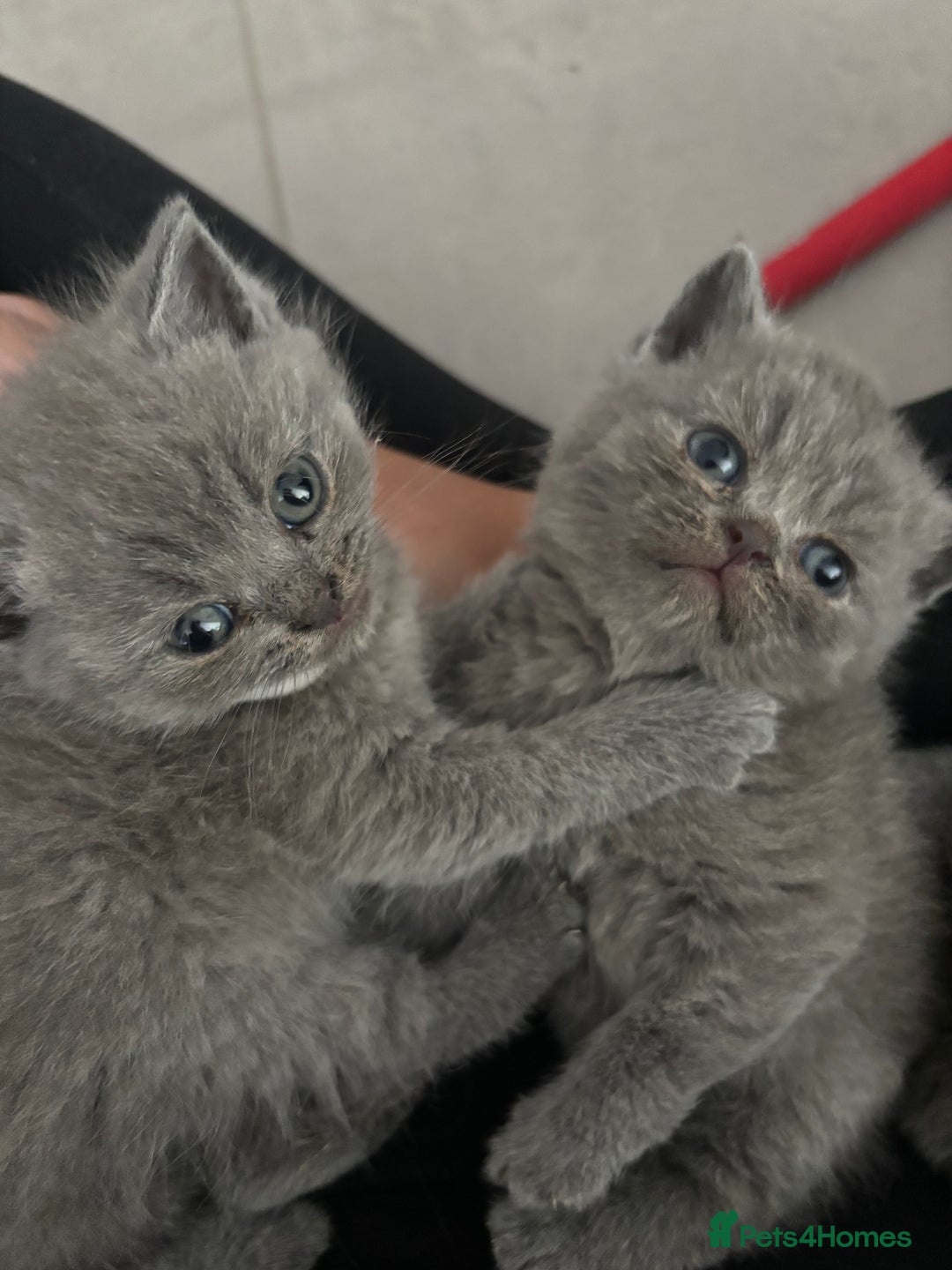 British Shorthair cats for sale: British short hair kittens  - Image 6