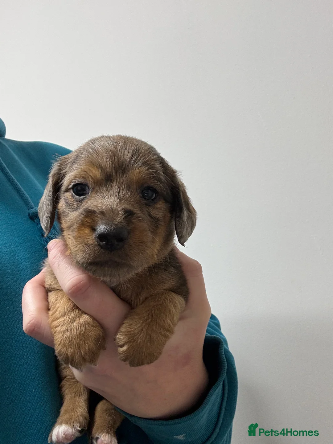 Jackshund dogs for sale:  miniature dachshund x jack Russel puppies  - Advert 6