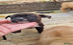 Staffordshire Bull Terrier dogs for sale: Puppies  - Image 13
