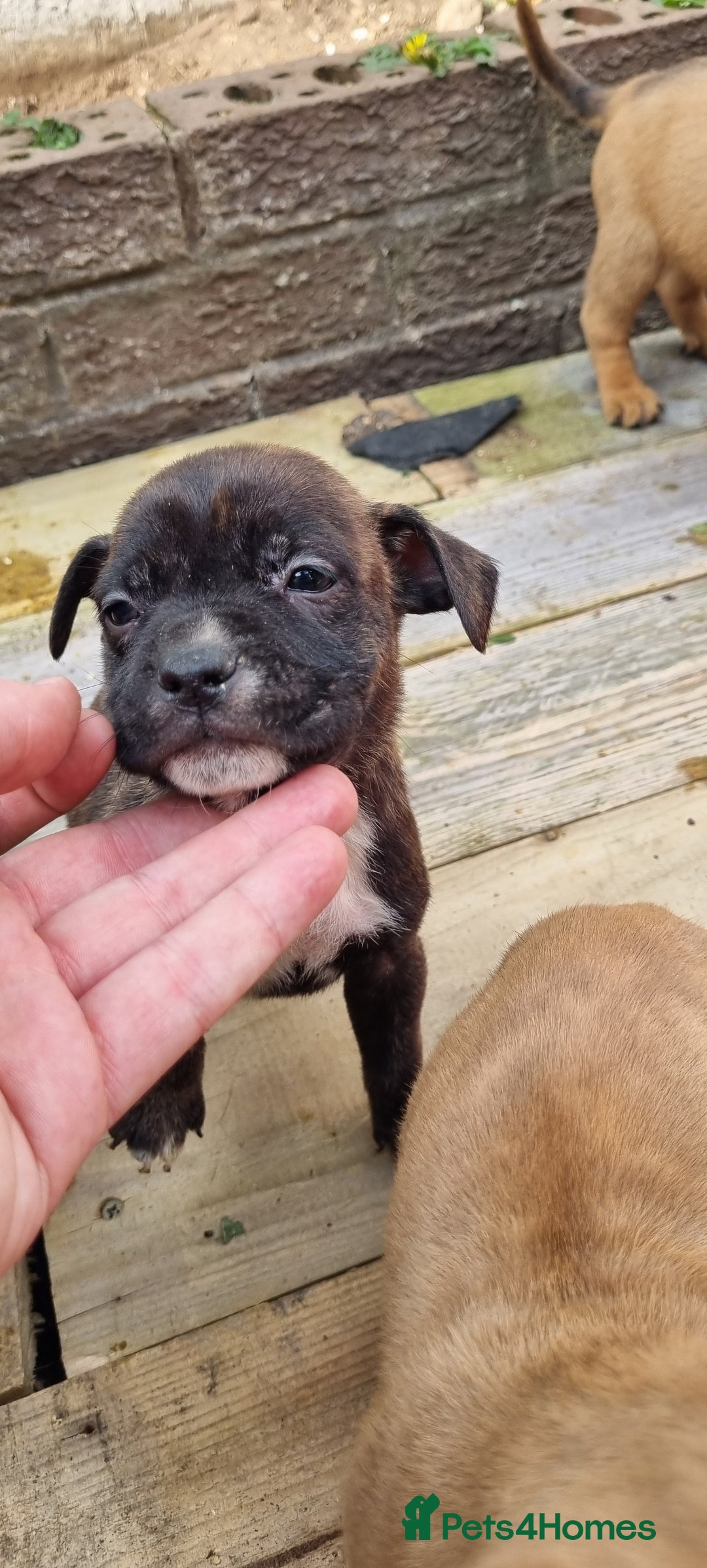 Staffordshire Bull Terrier dogs for sale: Puppies  - Image 13