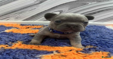 French Bulldog dogs - Advert 14