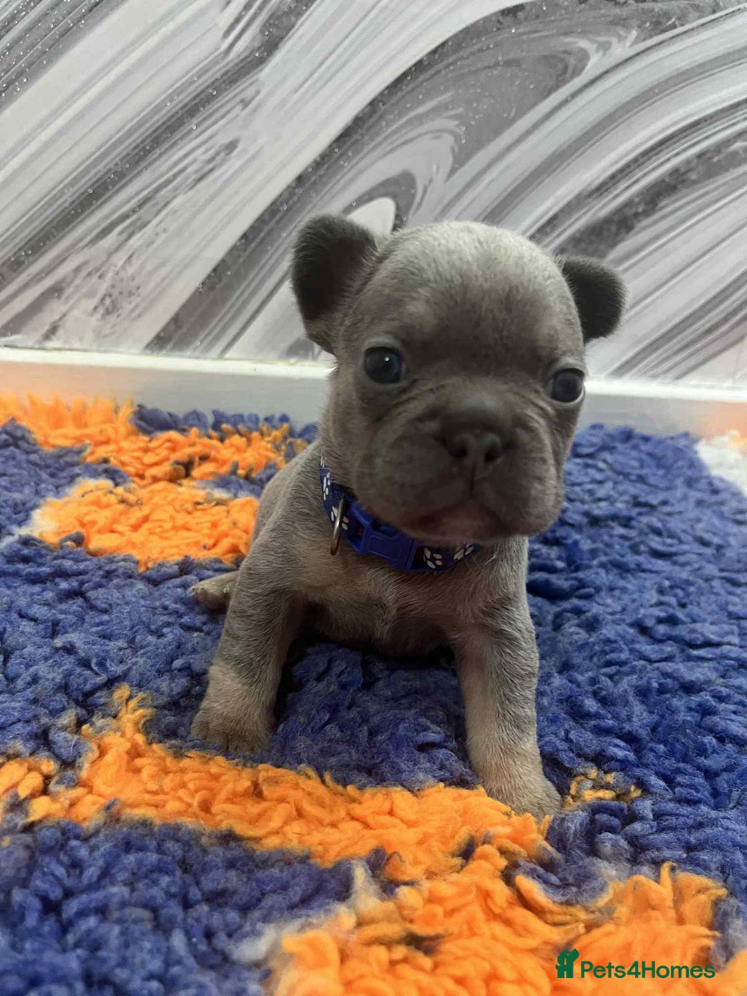 French Bulldog dogs for sale: French bulldog puppies - Image 3