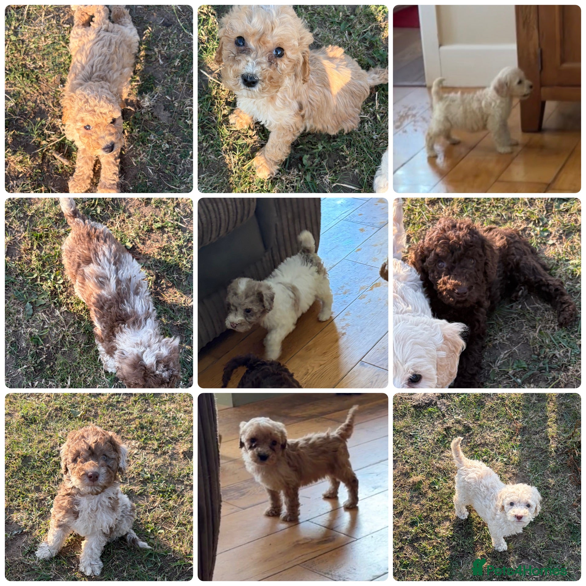 Cockapoo dogs Beautiful litter of F2 Cockapoo puppies  - Advert 3