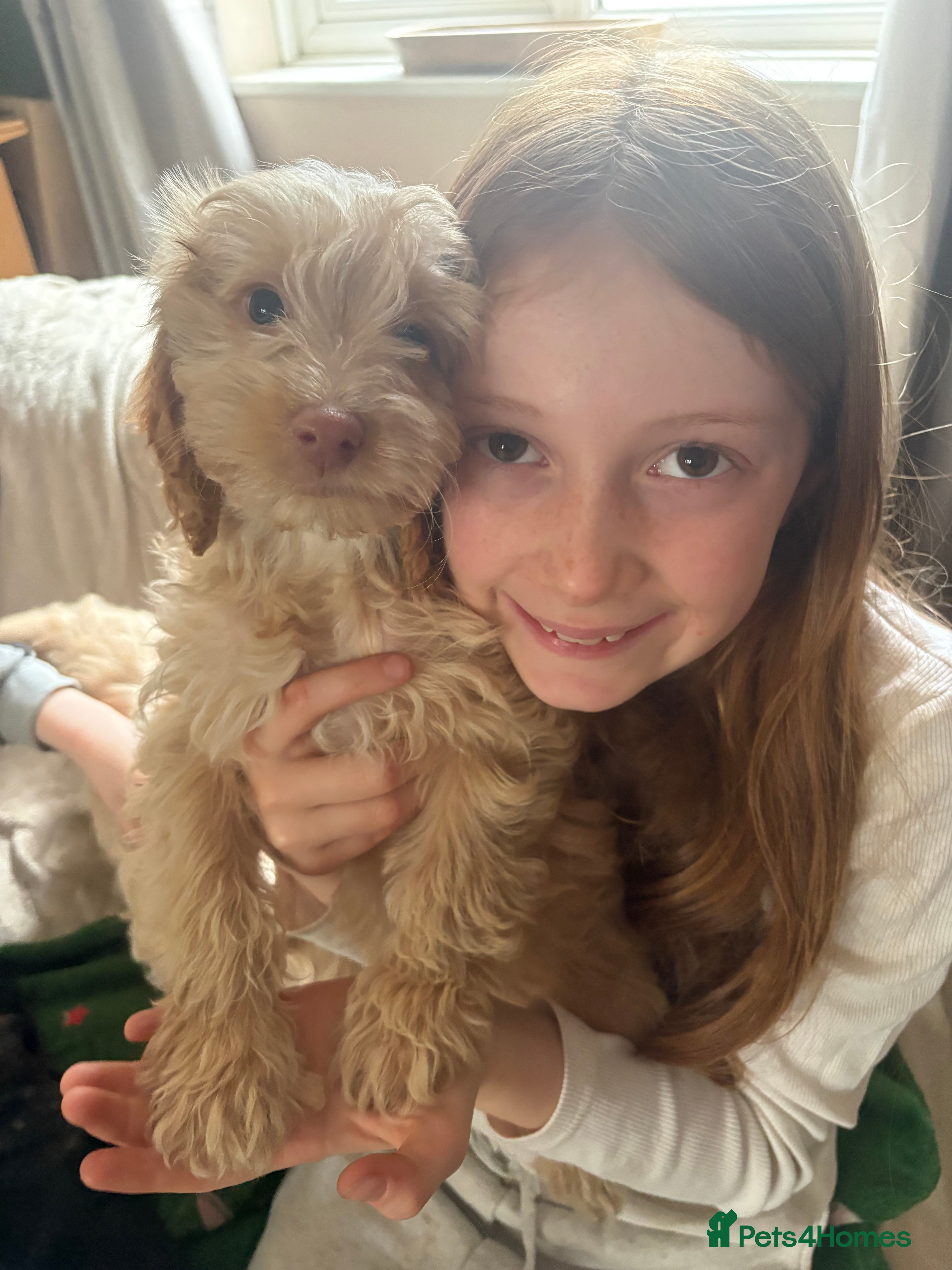 Cockapoo dogs LAST BITCH REMAINING! Pickle 💖 - Advert 16