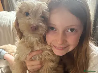 Cockapoo dogs LAST BITCH REMAINING! Pickle 💖 - Advert 16