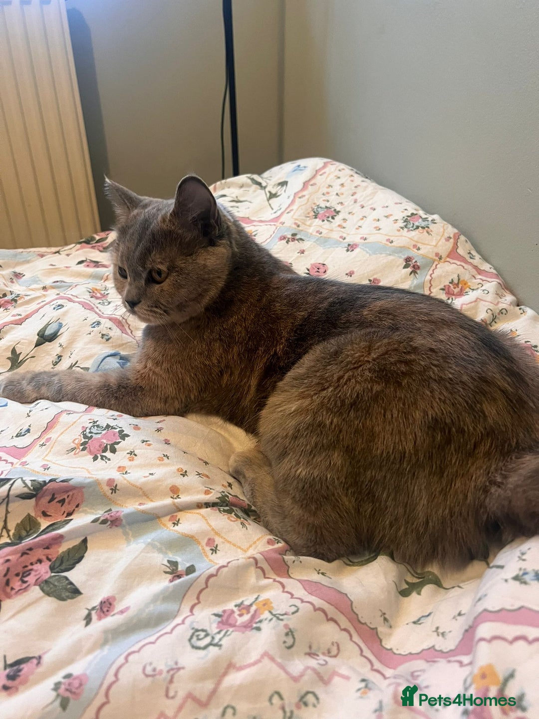 British Shorthair cats for sale: GCCF Registered tortie British Shorthair girl - Advert 6