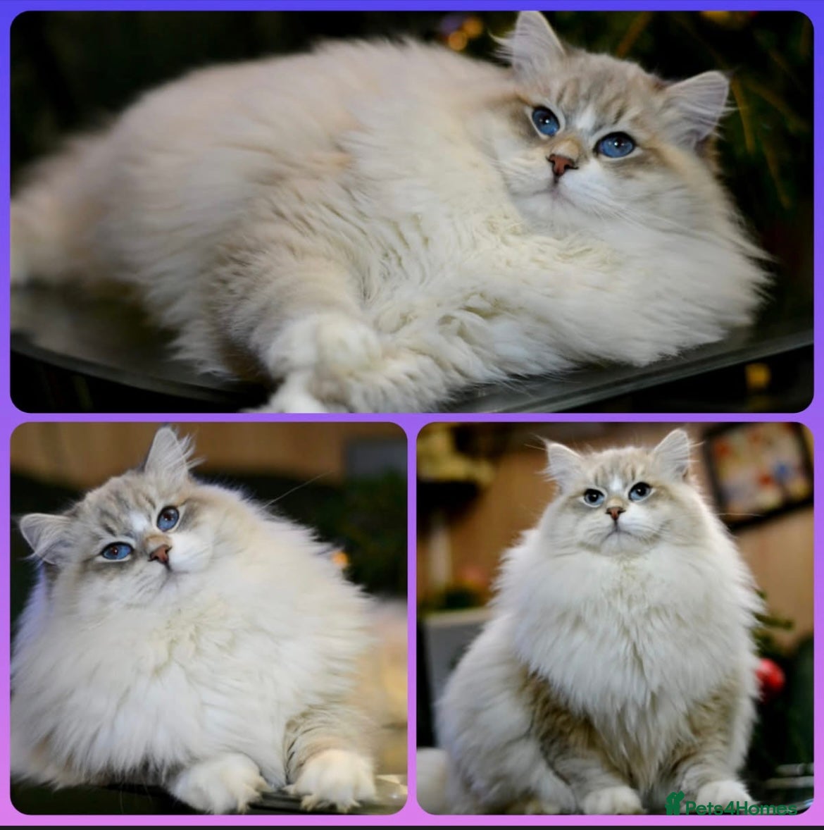 Siberian cats Stud Champion Bloodline Neva Masquerade GCCF TICA - Advert 9
