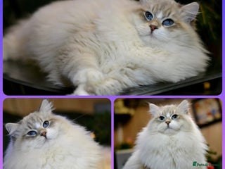 Siberian cats Stud Champion Bloodline Neva Masquerade GCCF TICA - Advert 9