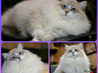 Siberian cats Stud Champion Bloodline Neva Masquerade GCCF TICA - Advert 12