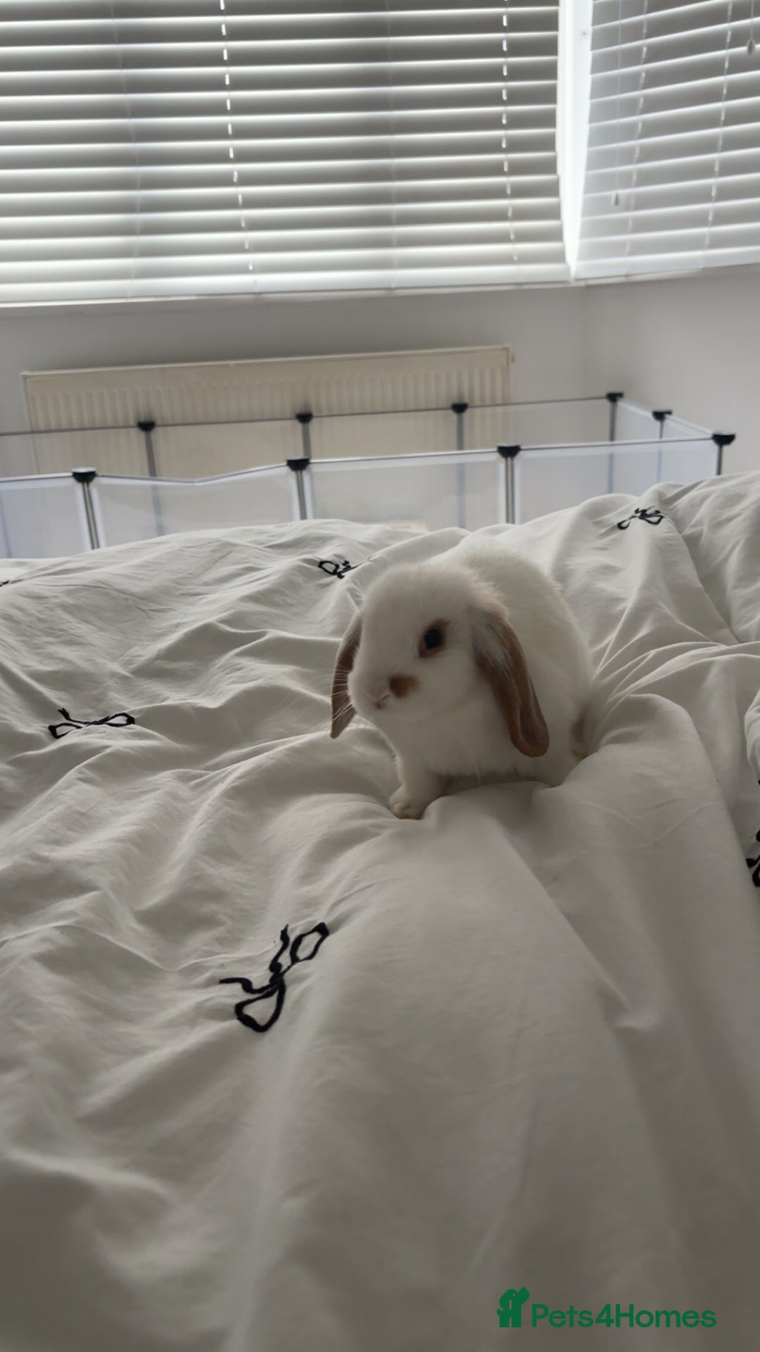 Mini Lop rabbits for sale: Mini lops - Advert 5