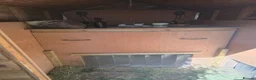 Tortoise reptiles for sale: Adult Sulcata tortoise for sale in Canterbury - Advert 6