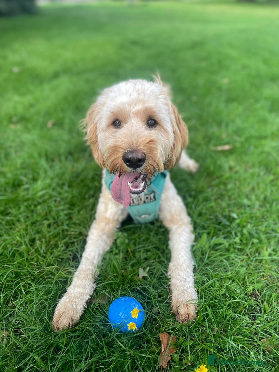 Cockapoo dogs for sale: Male cockapoo  - Advert 3