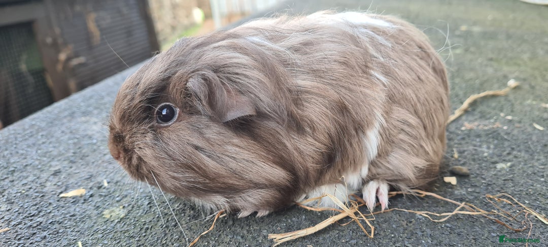 Guinea Pig rodents for sale: Pure sheltie guinea pigs - Image 10