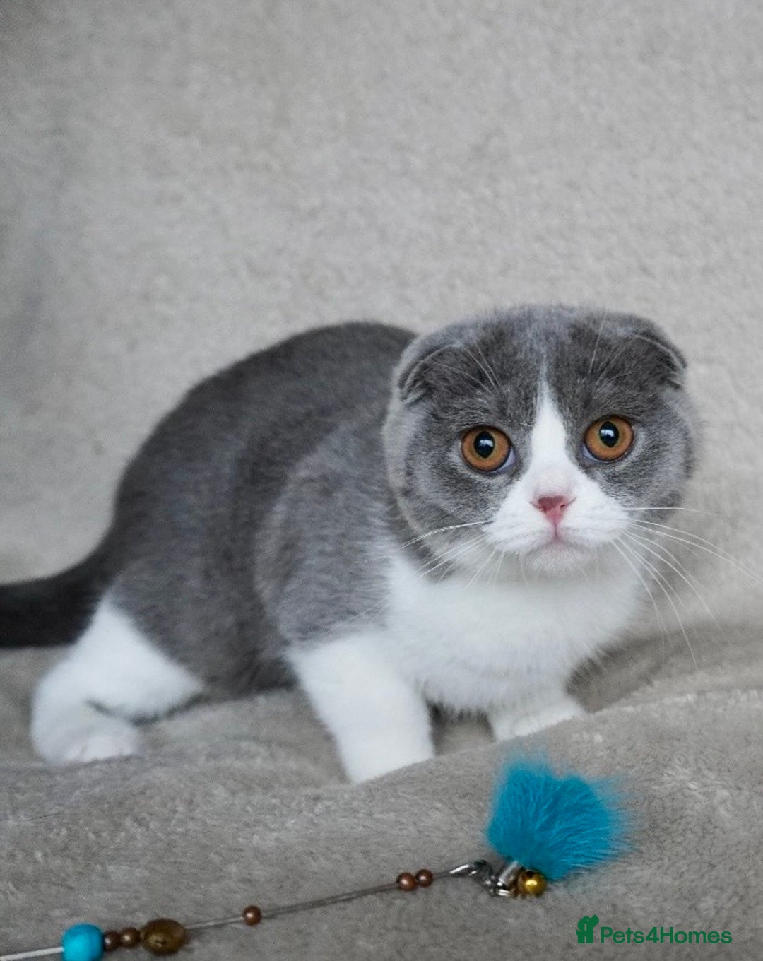 Scottish Fold cats for sale: ❣️LAST KITTEN❣️ in Corby - Image 2