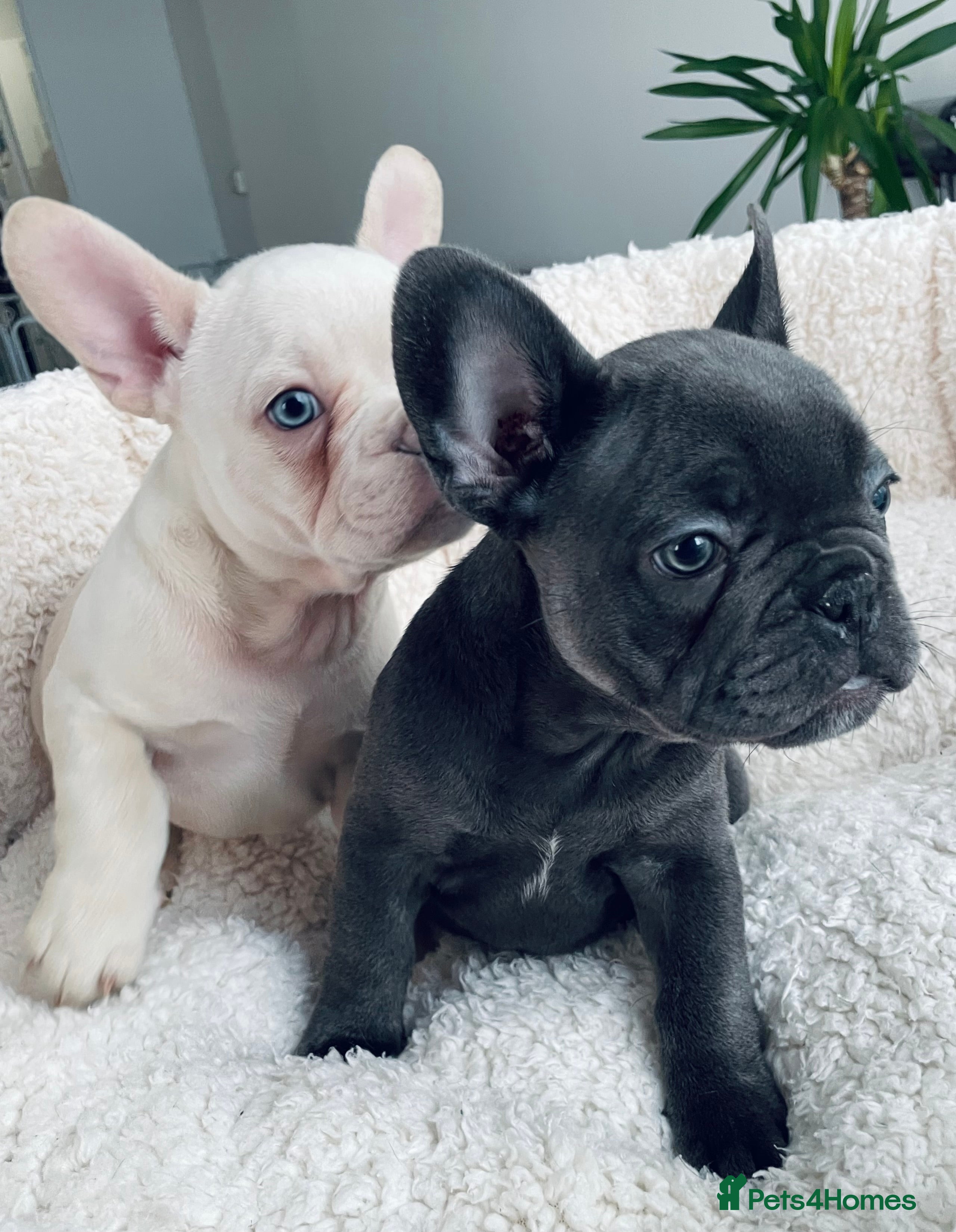 French Bulldog dogs KC registered male frenchie ready to leave now!:) - Advert 3