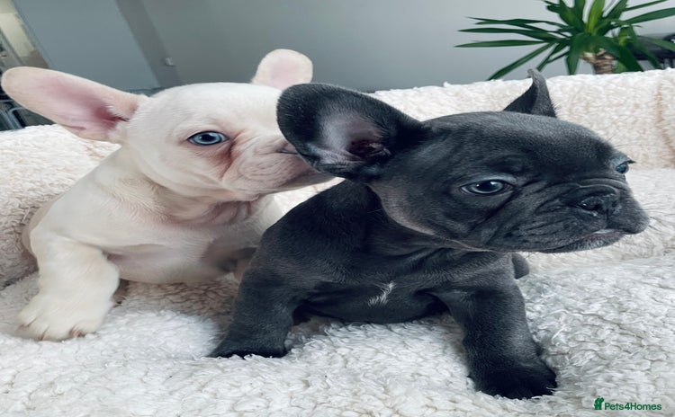 French Bulldog dogs KC registered puppies -ready for their new homes🎄 - Advert 3