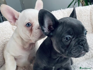French Bulldog dogs KC registered puppies -ready for their new homes🎄 - Advert 5