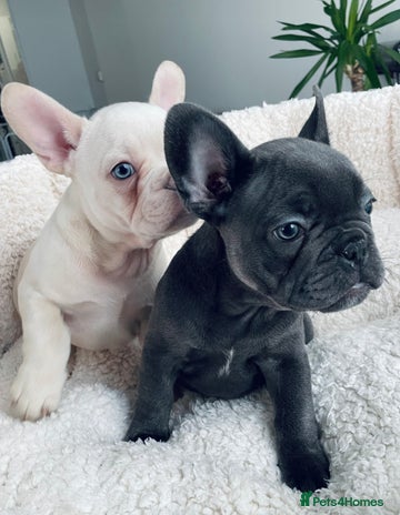 French Bulldog dogs KC registered puppies -ready for their new homes🎄 - Advert 1