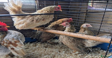 Chickens poultry - Advert 6