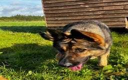 German Shepherd dogs for sale: Superb KC Reg’d German Shepherd - Image 3