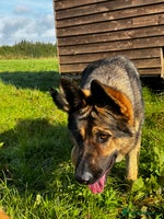 German Shepherd dogs - Advert 3